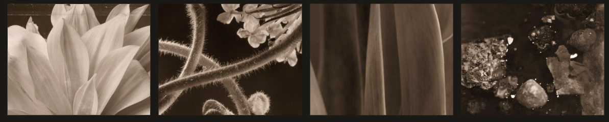 Botanical macro sepia